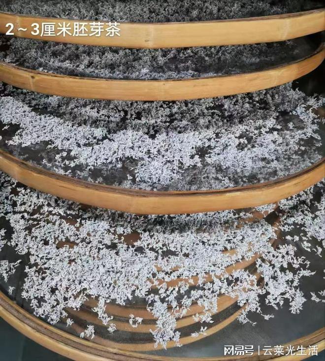 莓茶价格大概多少钱茶农直销超级实惠K8凯