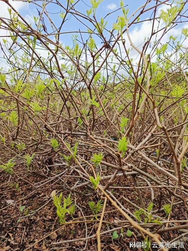 莓茶价格大概多少钱茶农直销超级实惠K8凯发国际春茶莓茶价格多少钱一斤(图4)