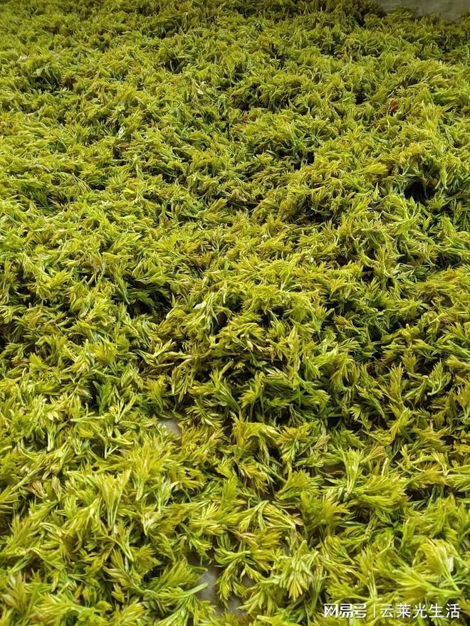 莓茶价格大概多少钱茶农直销超级实惠K8凯发国际春茶莓茶价格多少钱一斤(图3)